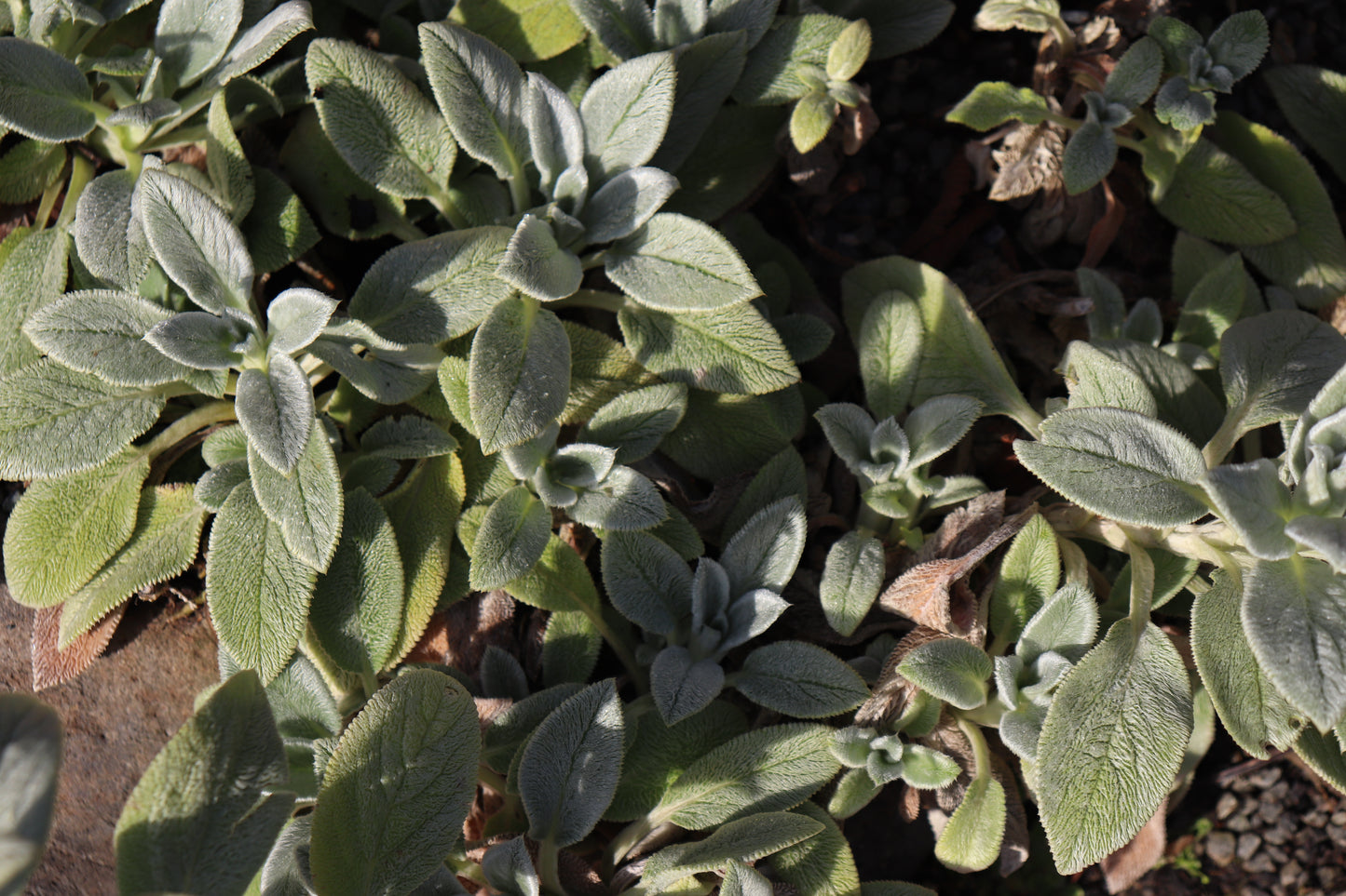 Stachys byzantina Limelight 3 