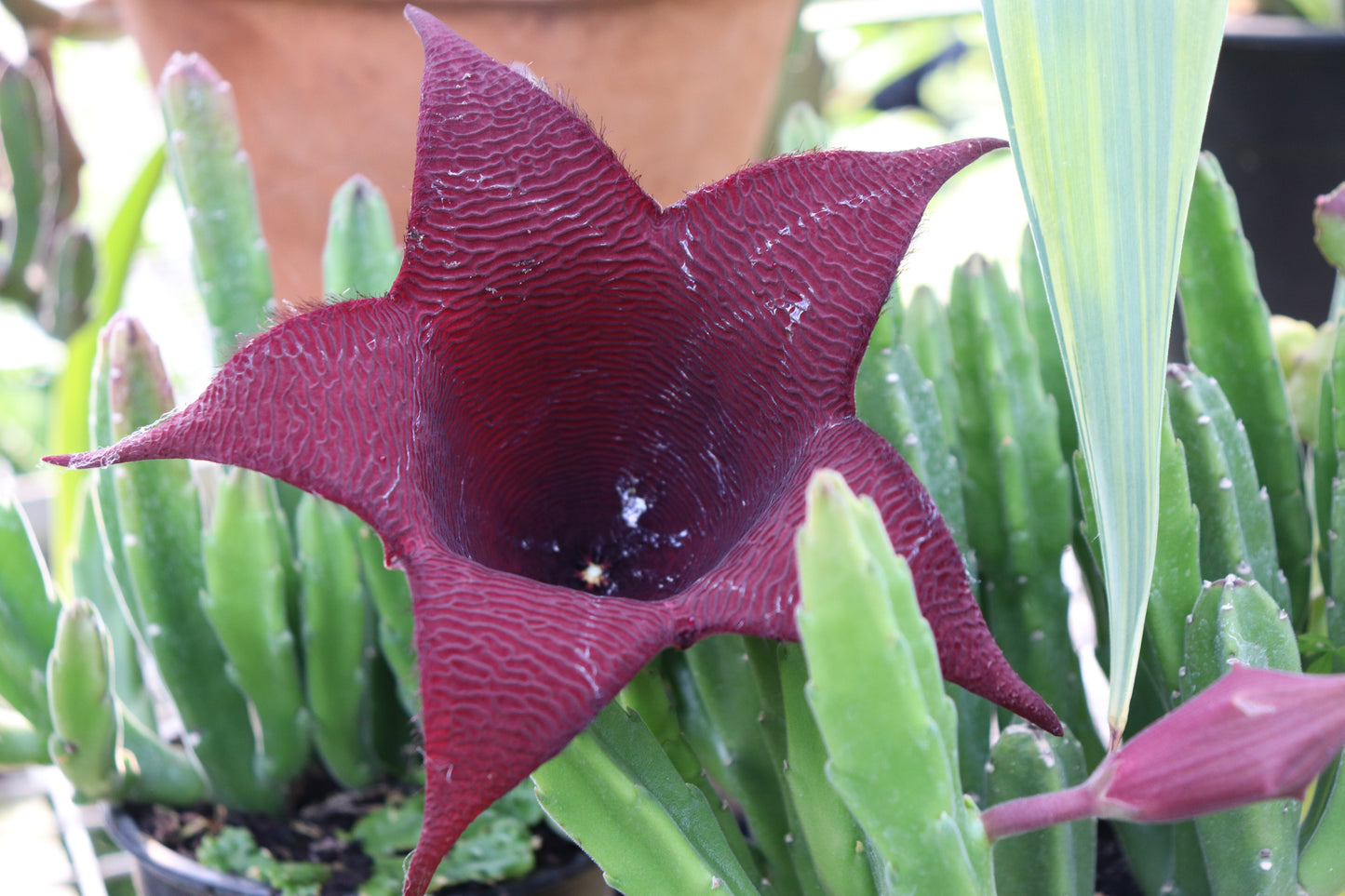 Stapelia leendertziae 2