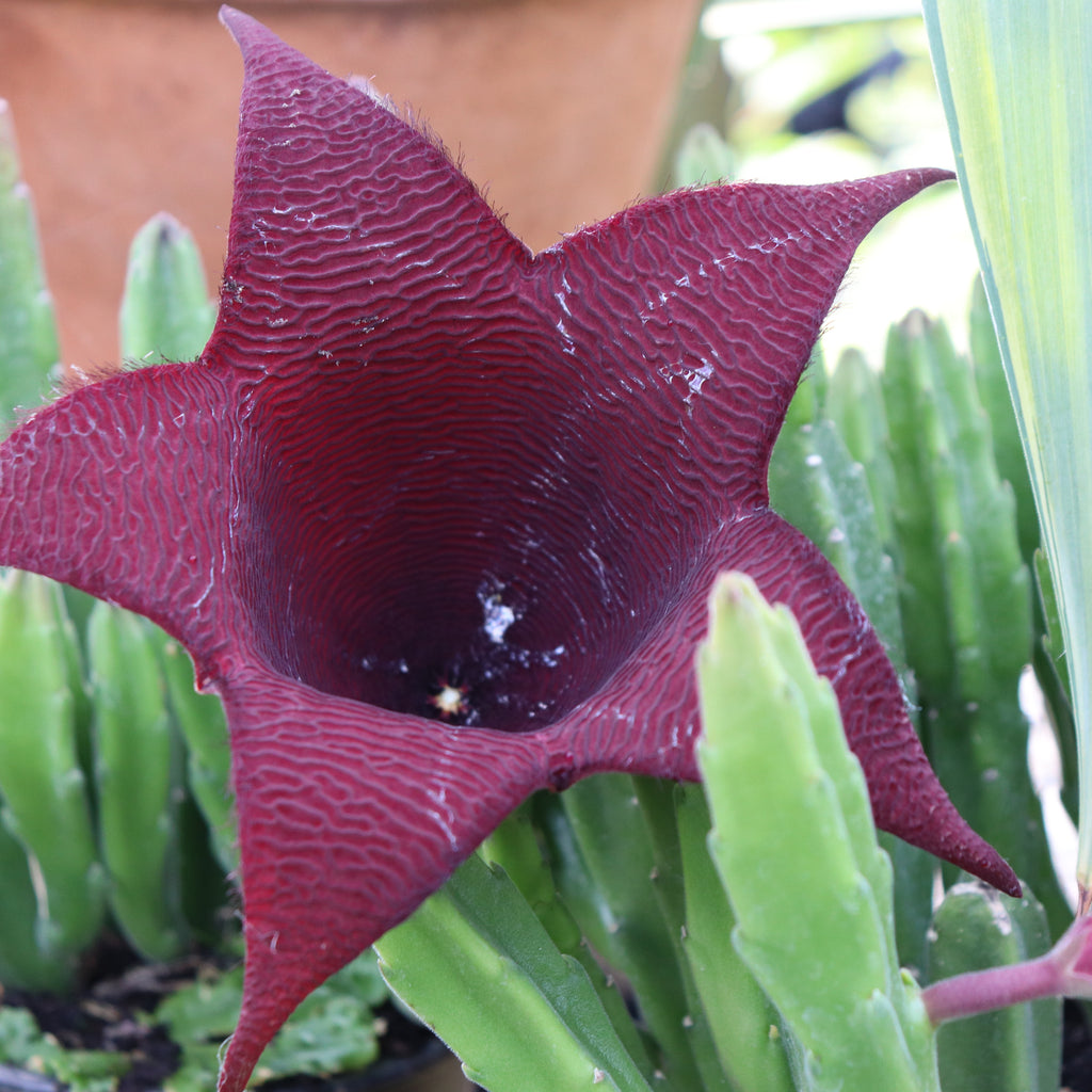 Stapelia leendertziae Image