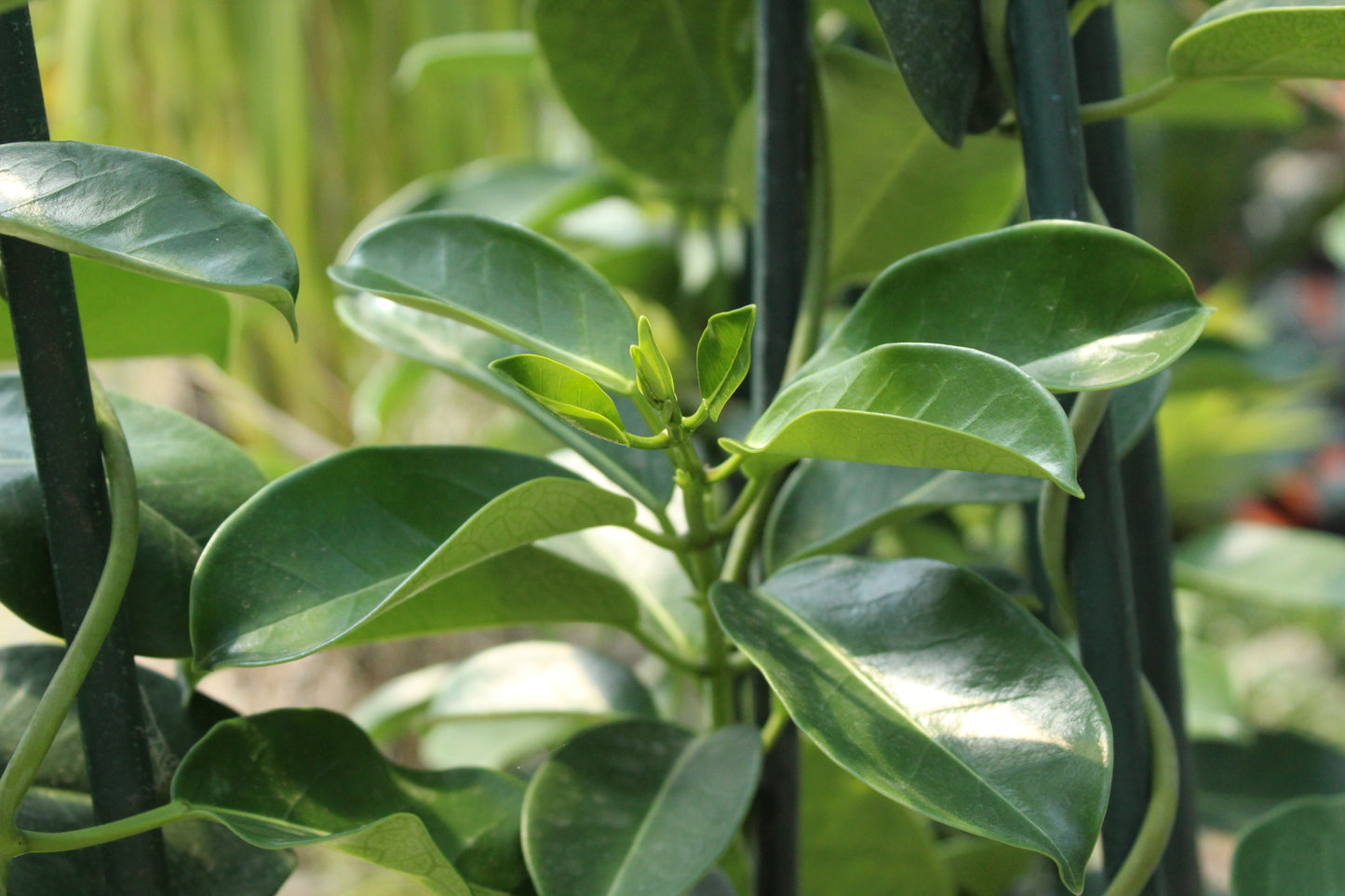 Stephanotis Floribunda