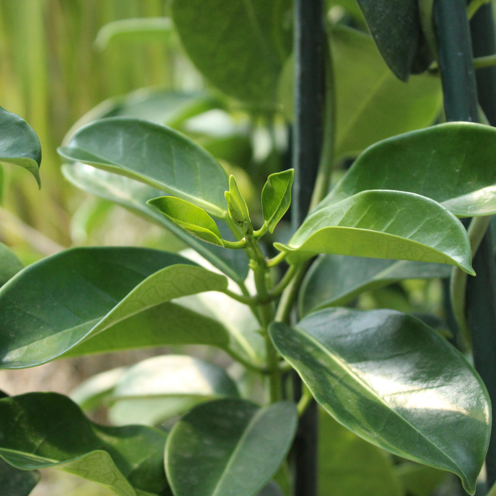 Stephanotis Floribunda Image