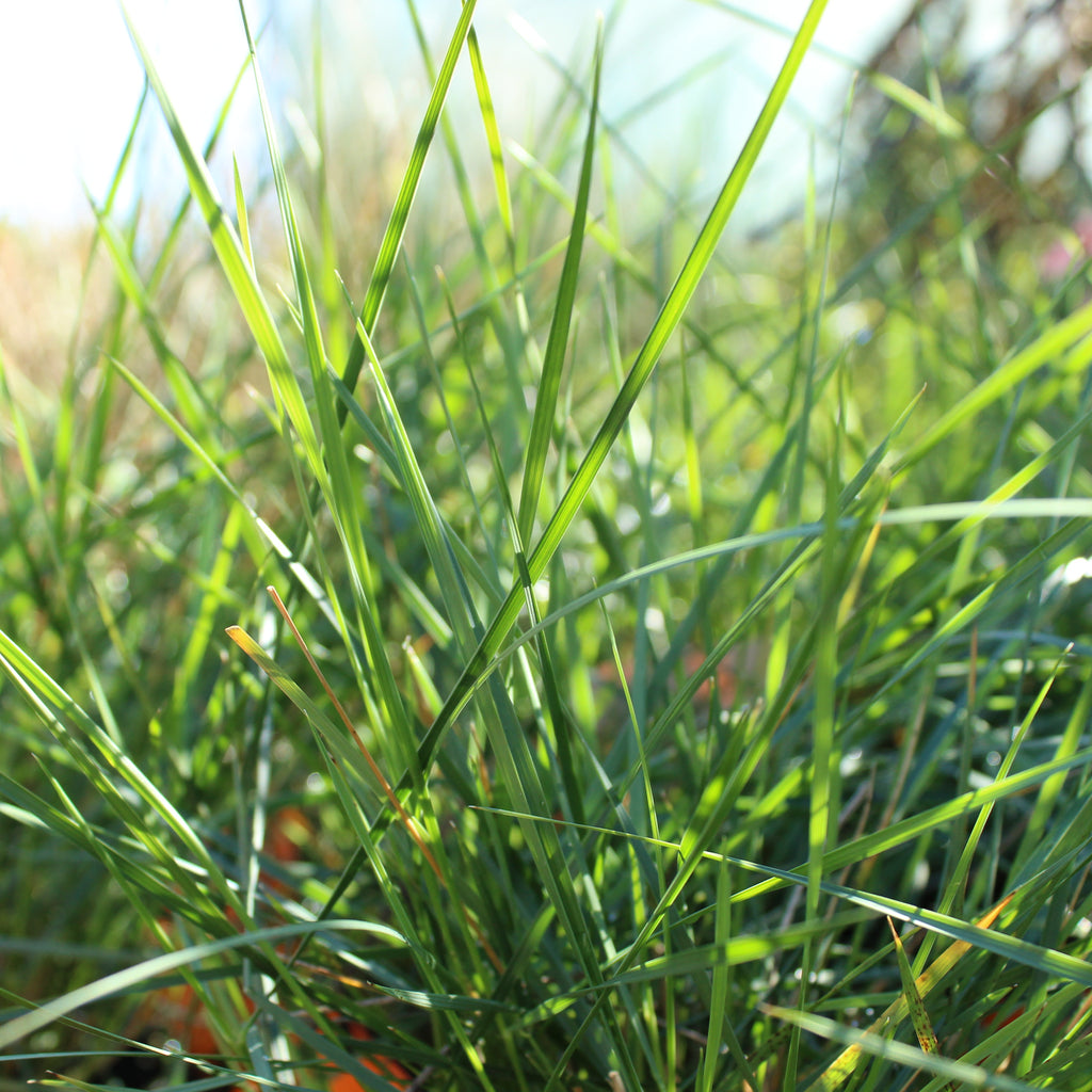 Stipa gigantea Image