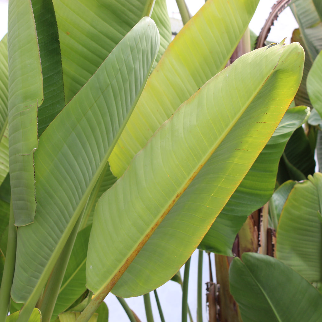 Strelitzia Nicolai Image