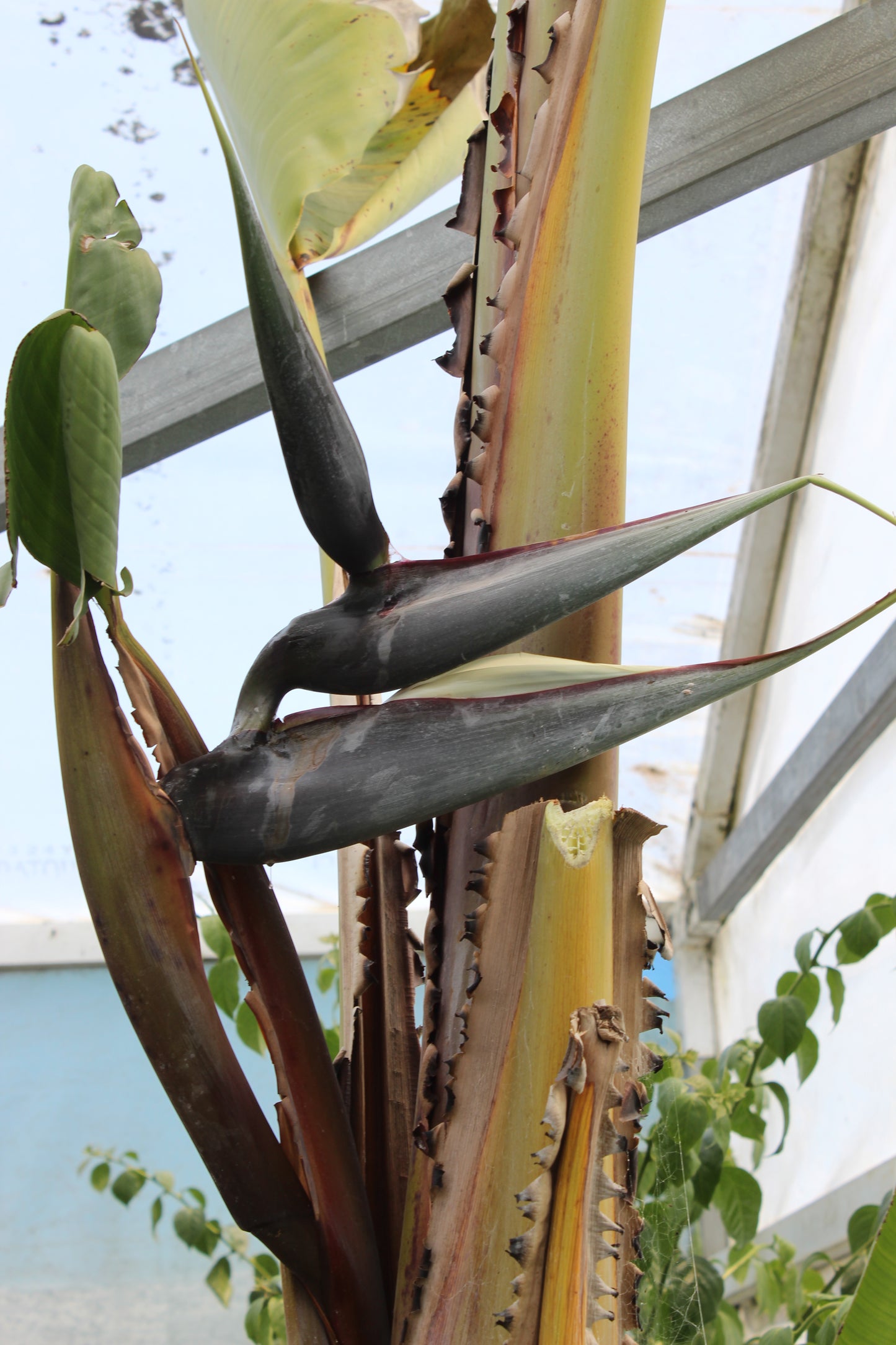 Strelitzia Nicolai 2