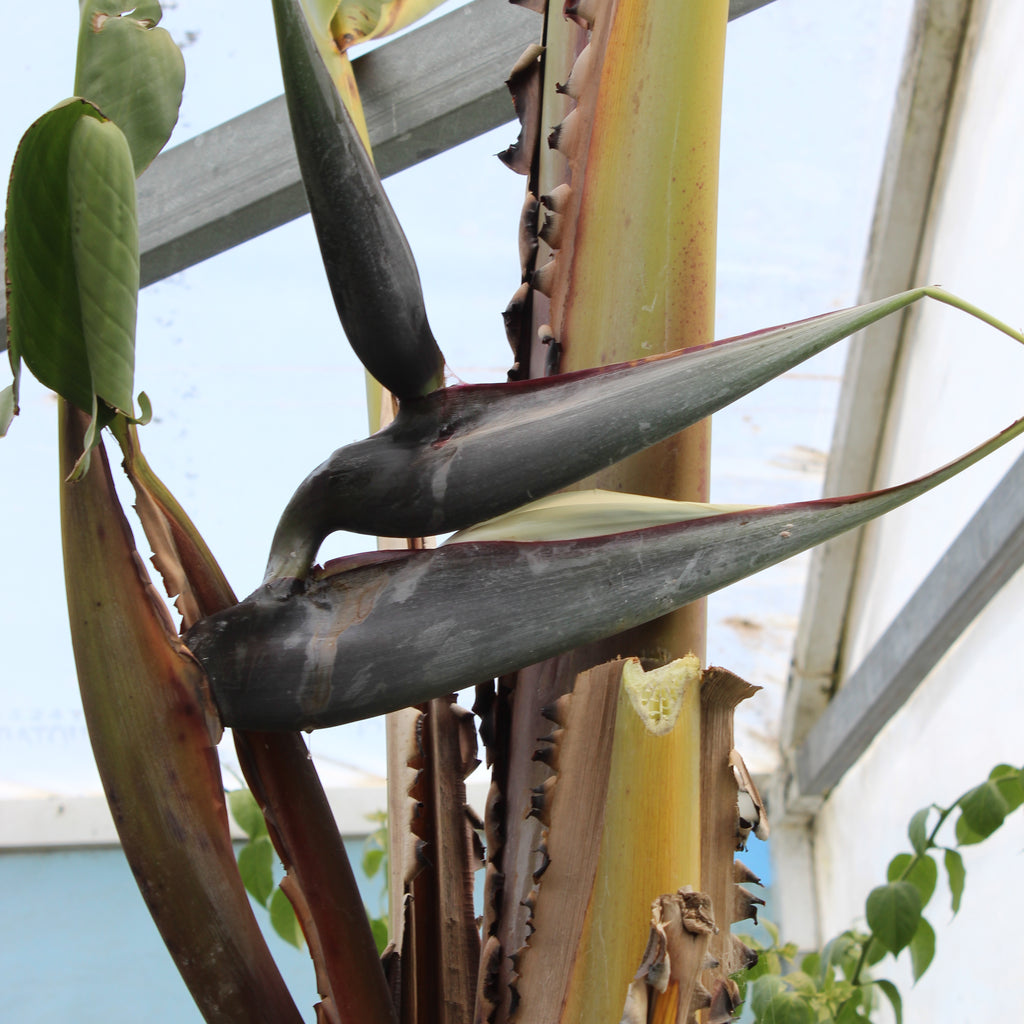 Strelitzia Nicolai Image