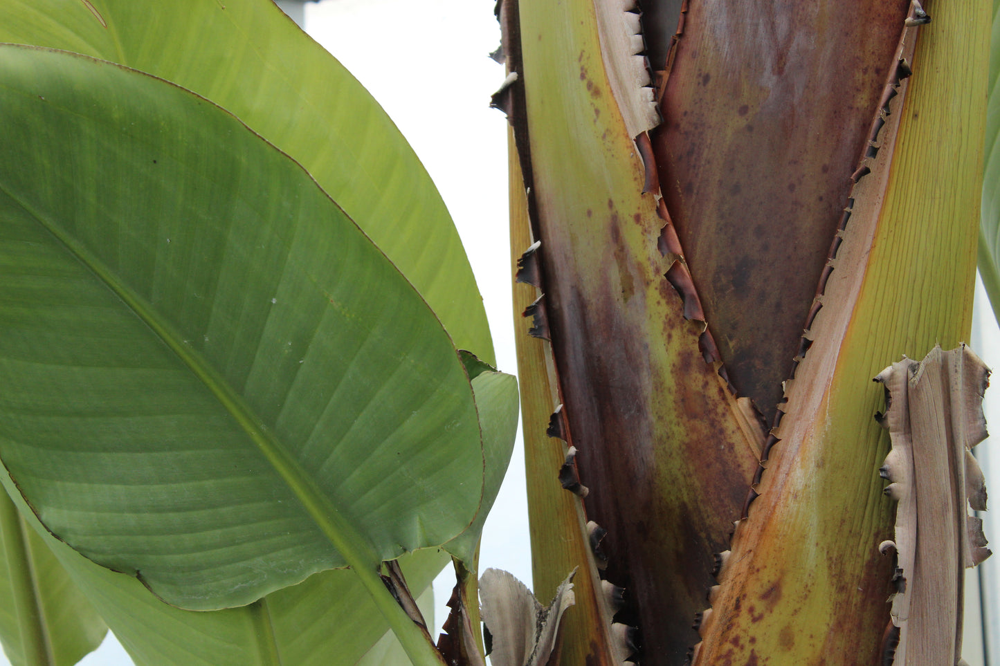 Strelitzia Nicolai 3