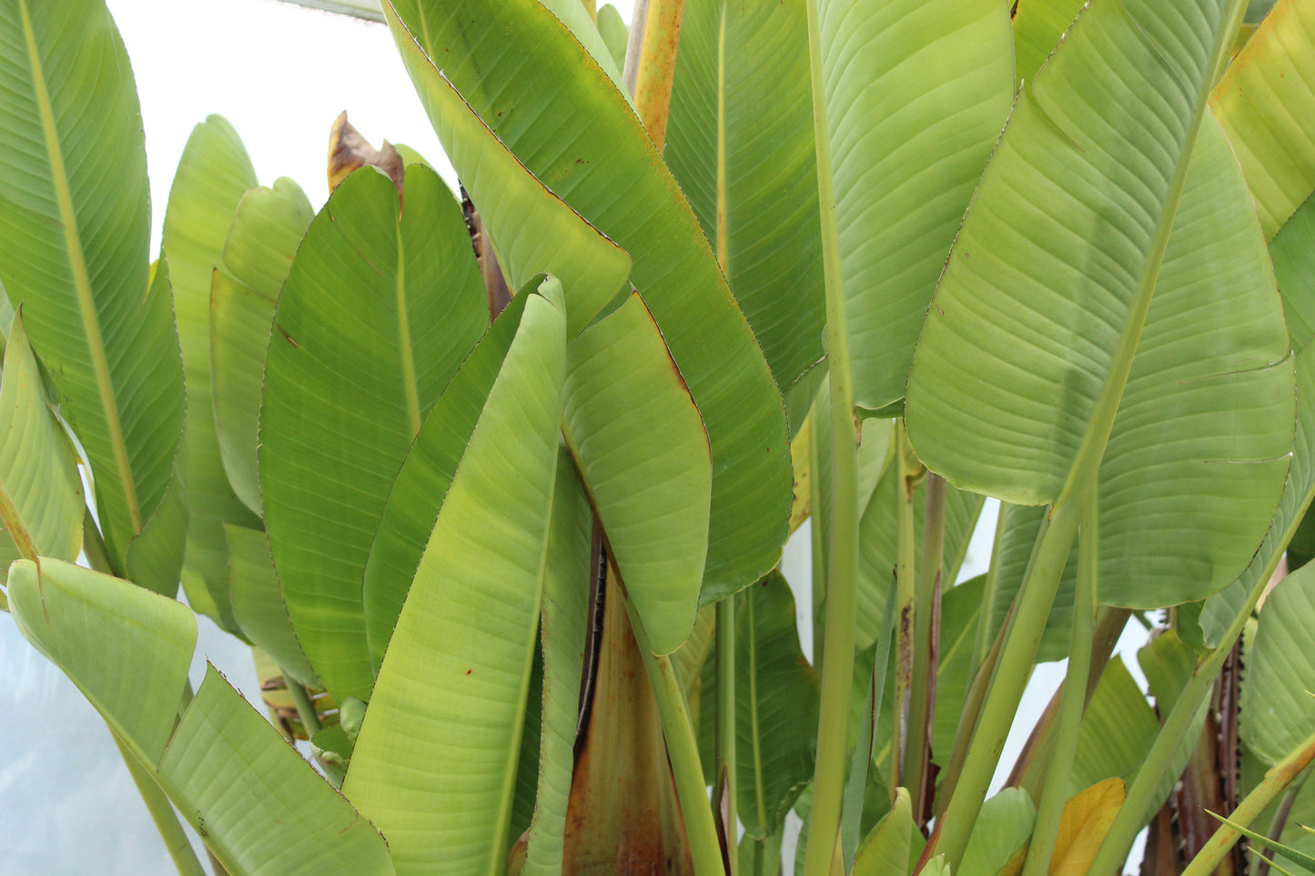 Strelitzia Nicolai 4