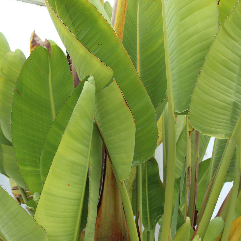 Strelitzia Nicolai Image