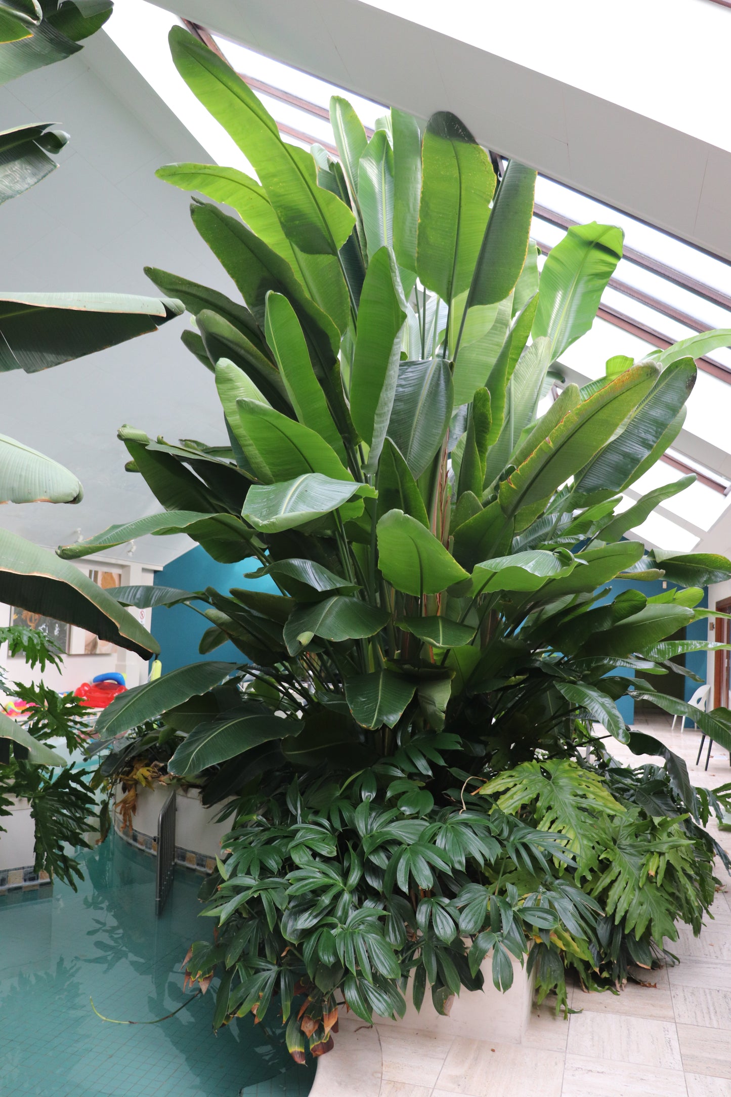 Strelitzia Nicolai 6