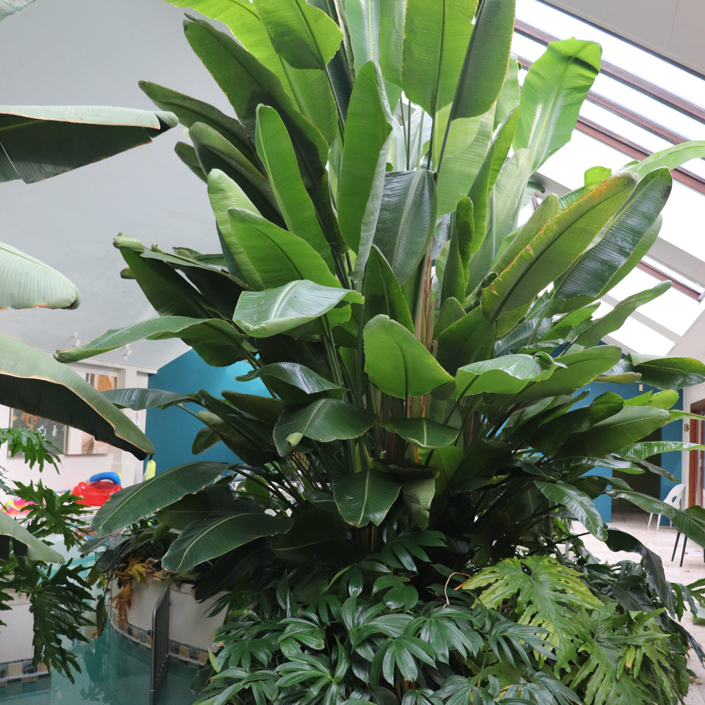 Strelitzia Nicolai Image