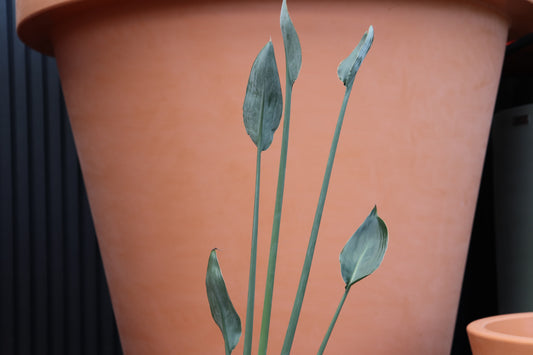 Strelitzia juncea