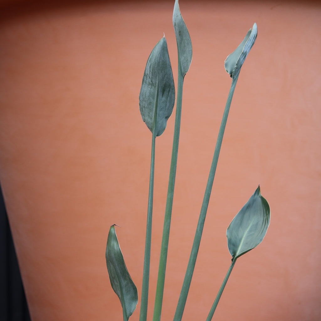 Strelitzia juncea Image