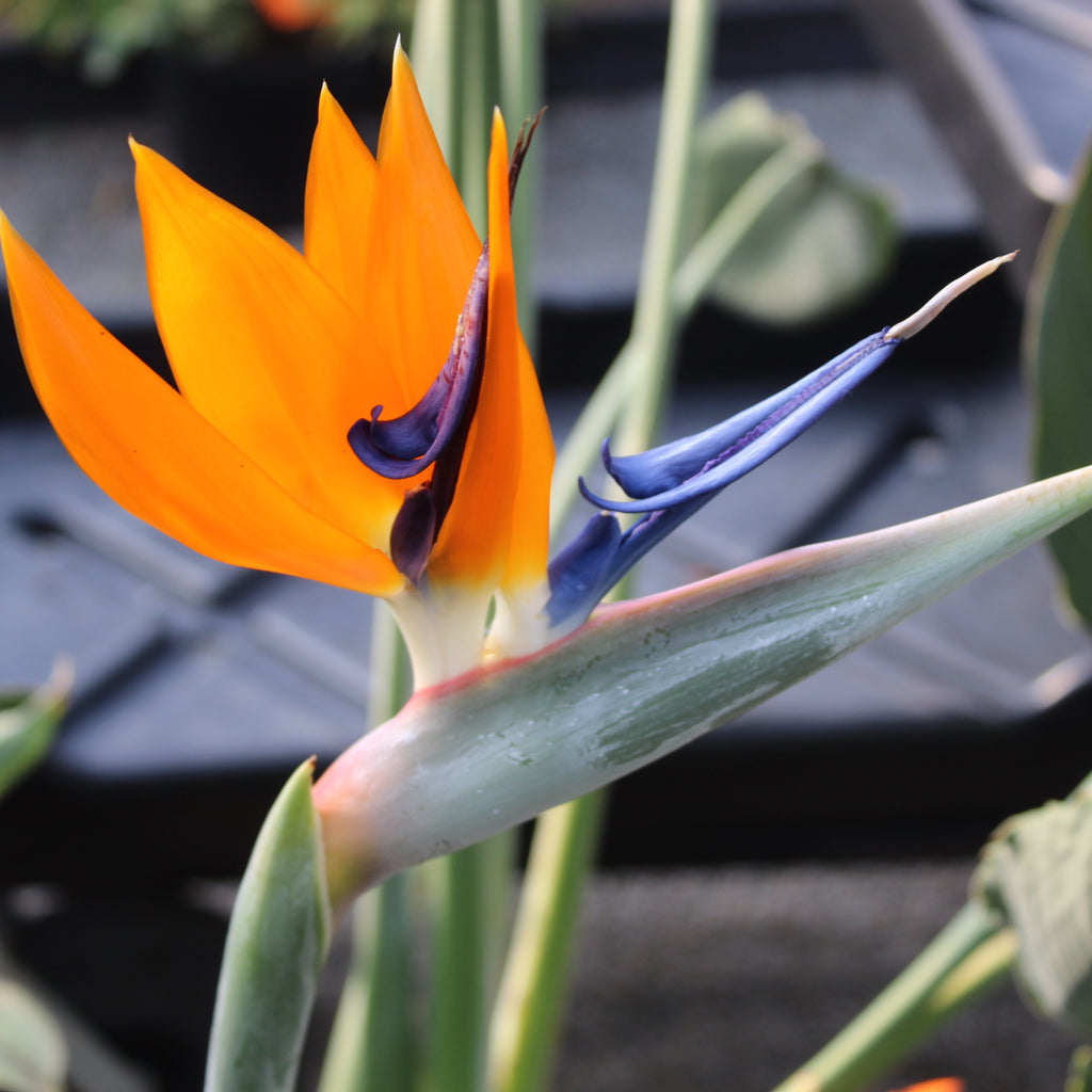 Strelitzia reginae Image