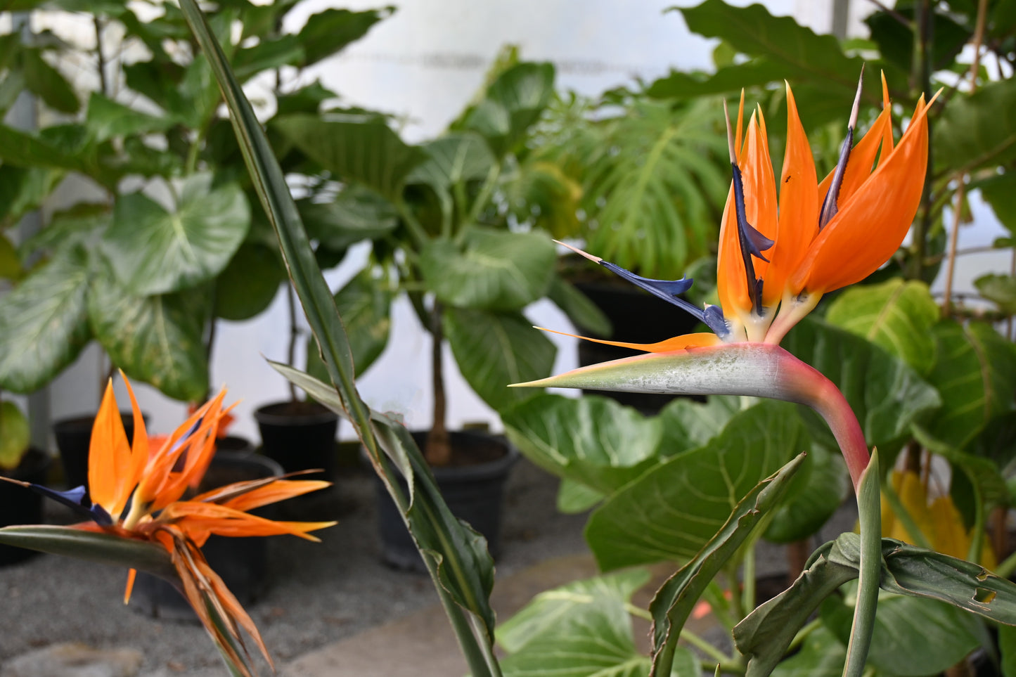 Strelitzia reginae 2