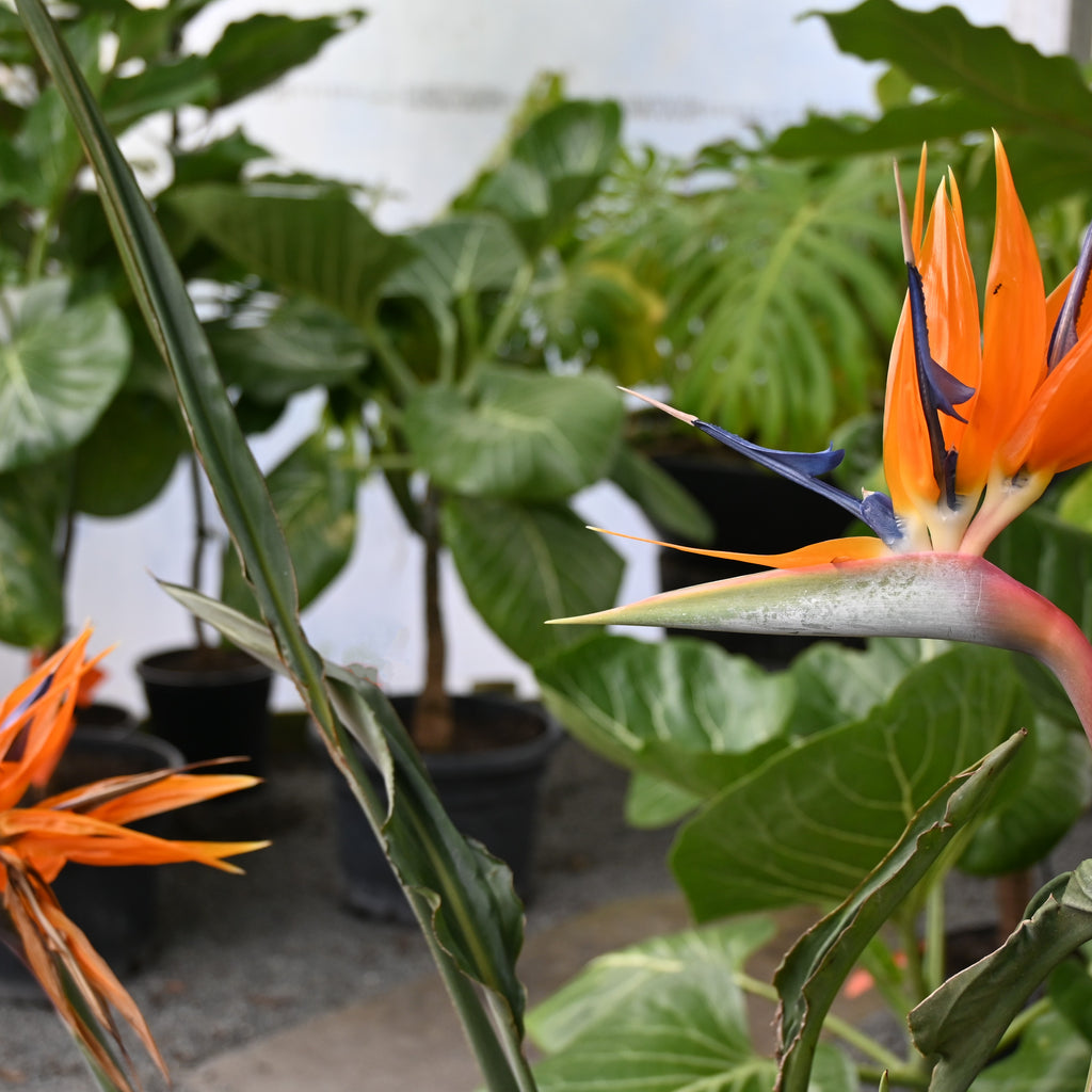 Strelitzia reginae Image