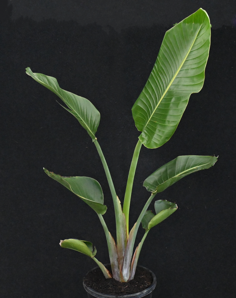 Strelitzia reginae Image