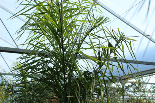 Syagrus romanzoffiana