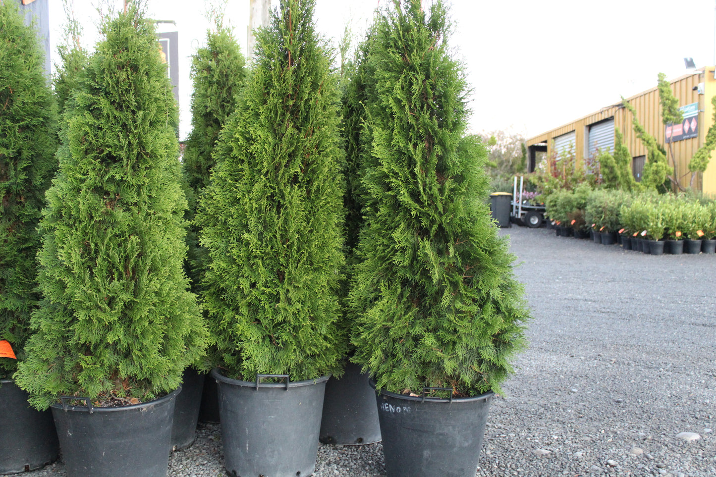 Thuja occidentalis Smaragd
