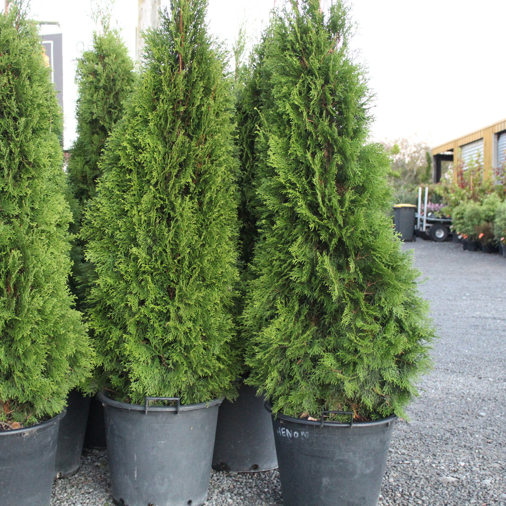 Thuja occidentalis Smaragd Image