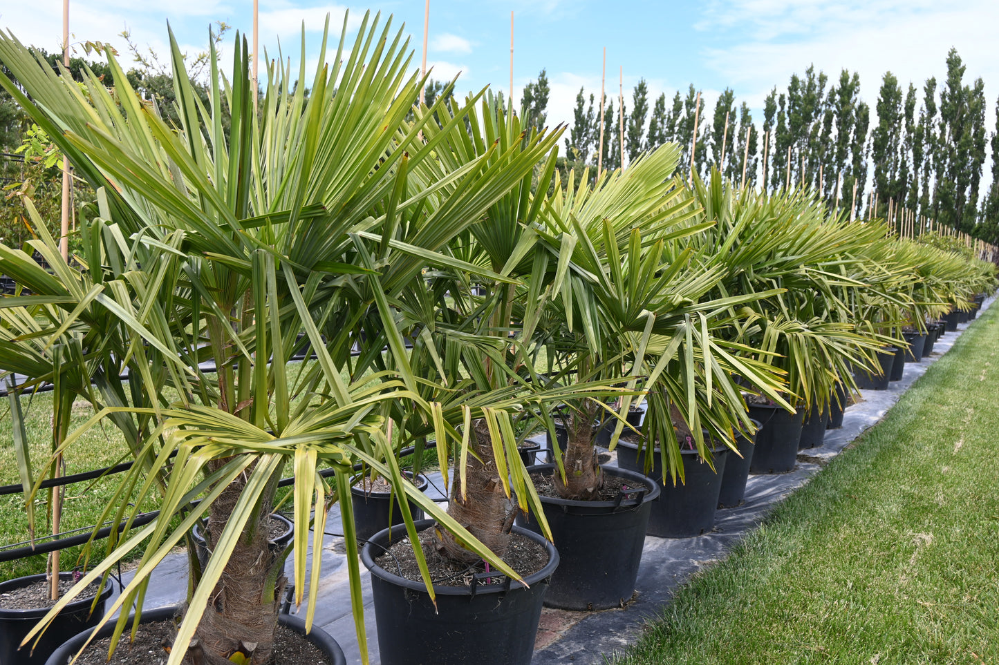 Trachycarpus fortunei