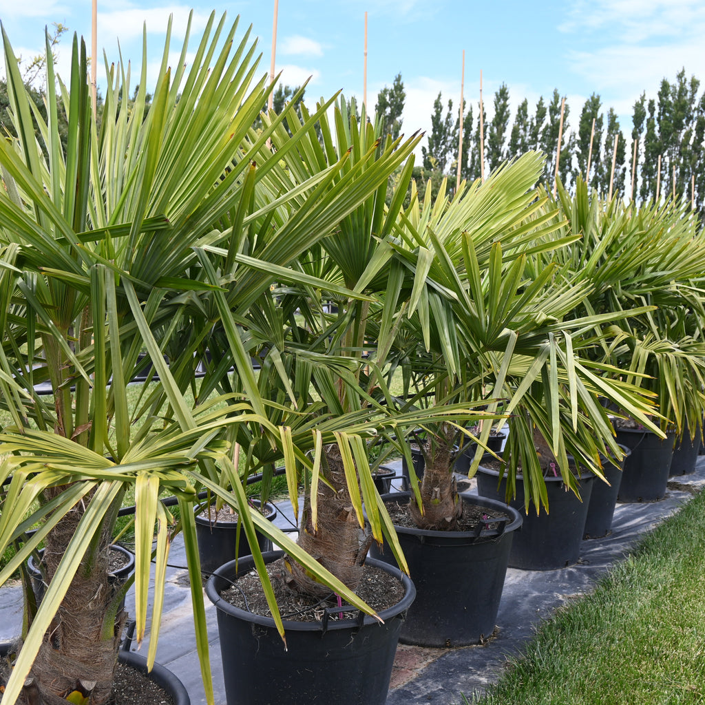 Trachycarpus fortunei Image