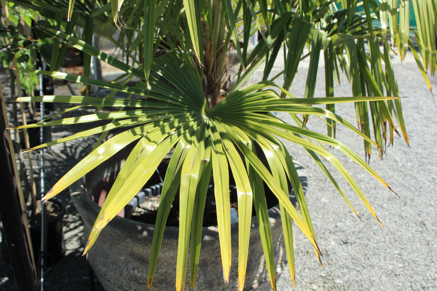 Trachycarpus fortunei