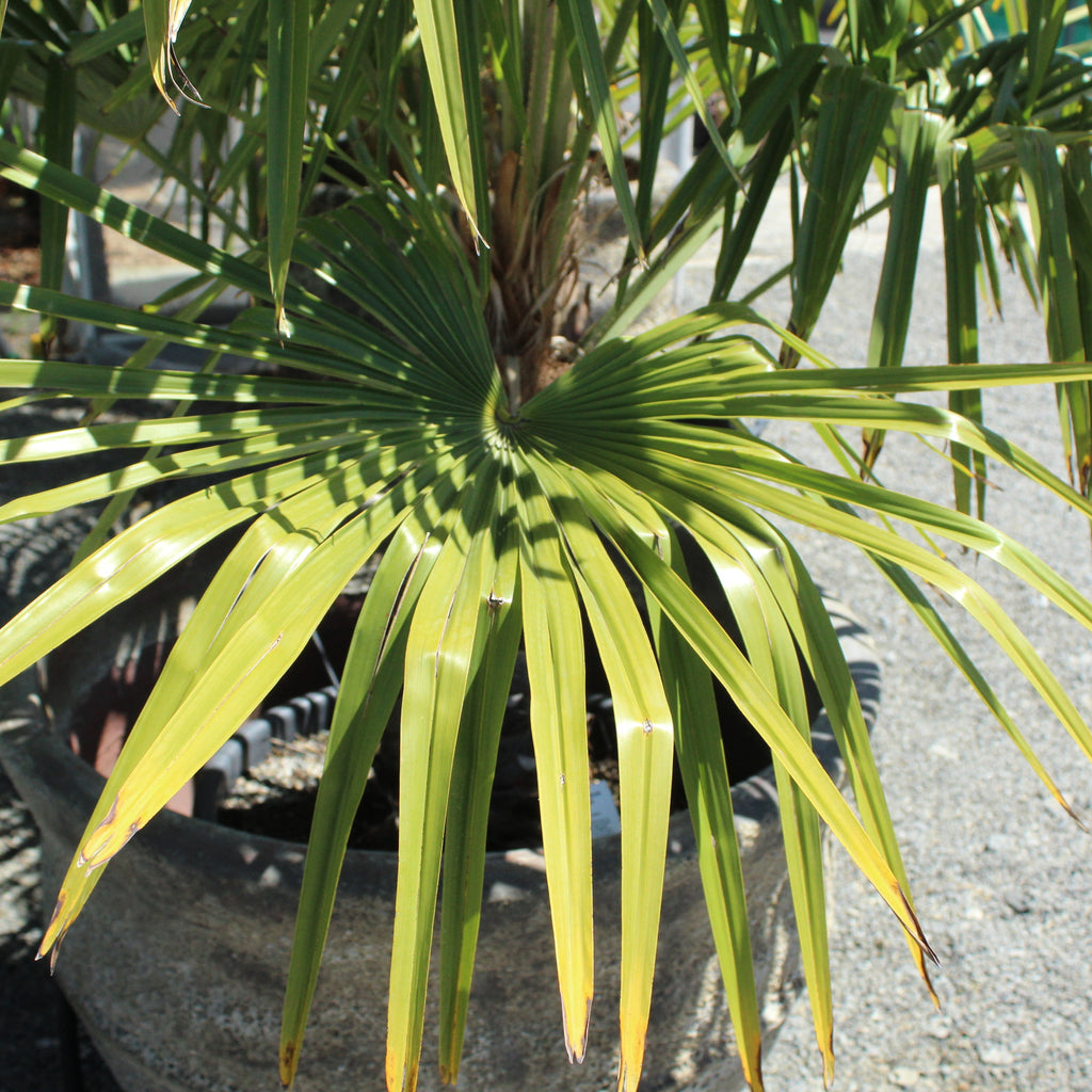 Trachycarpus fortunei Image