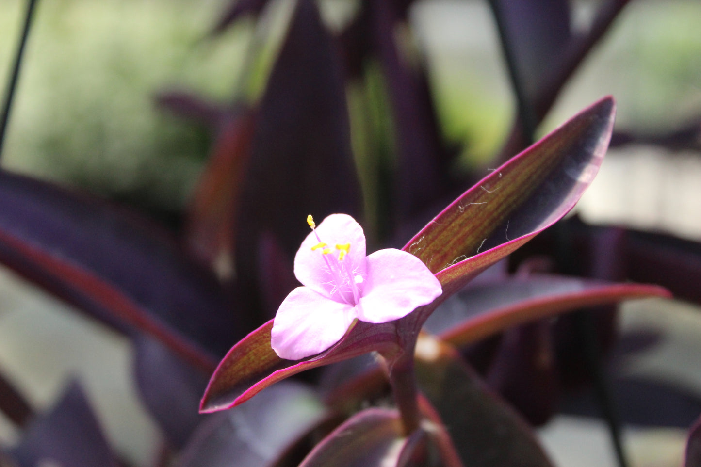 Tradescantia pallida