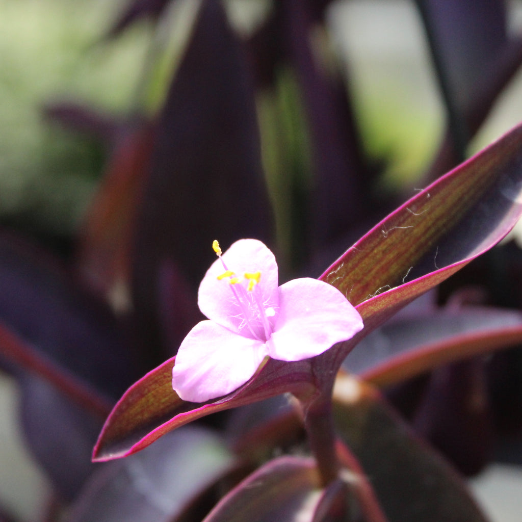 Tradescantia pallida Image