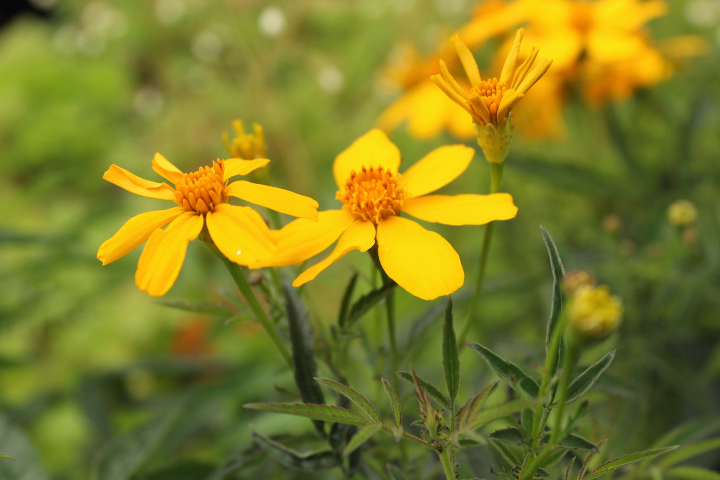 Tagetes lemmonii
