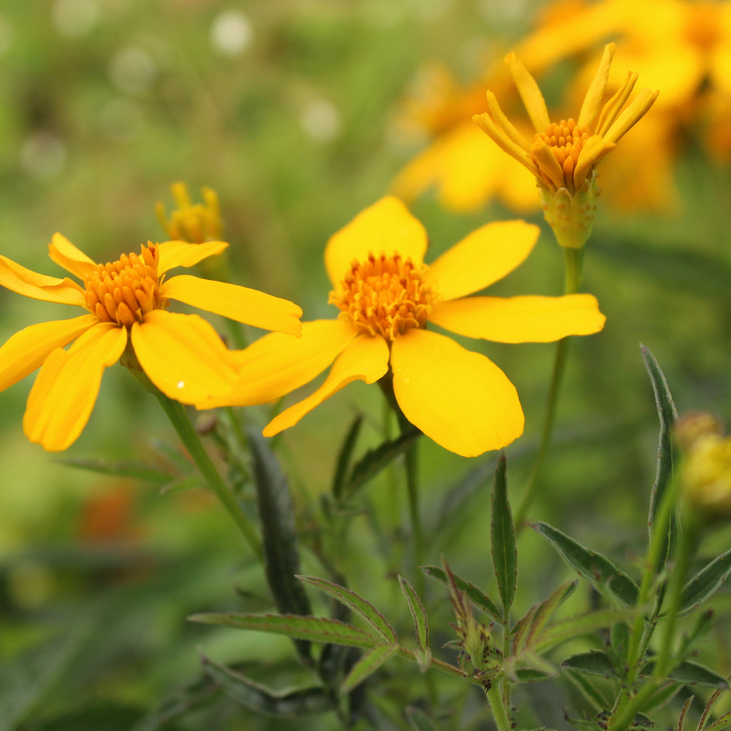 Tagetes lemmonii Image
