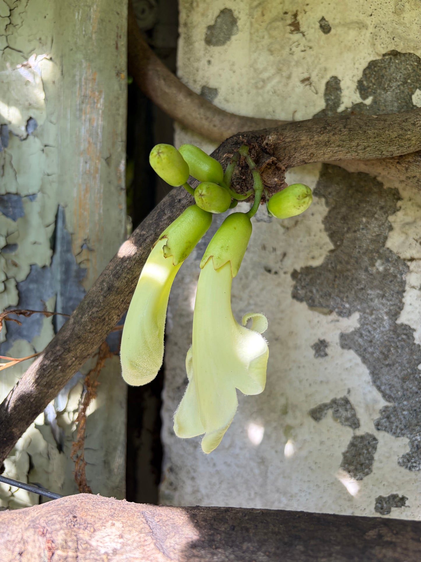 Tecomanthe speciosa 2