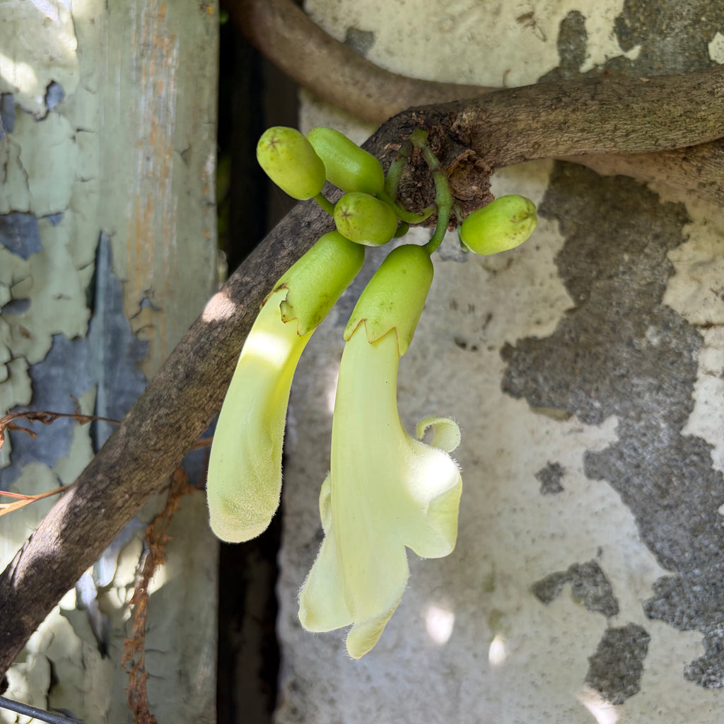 Tecomanthe speciosa Image