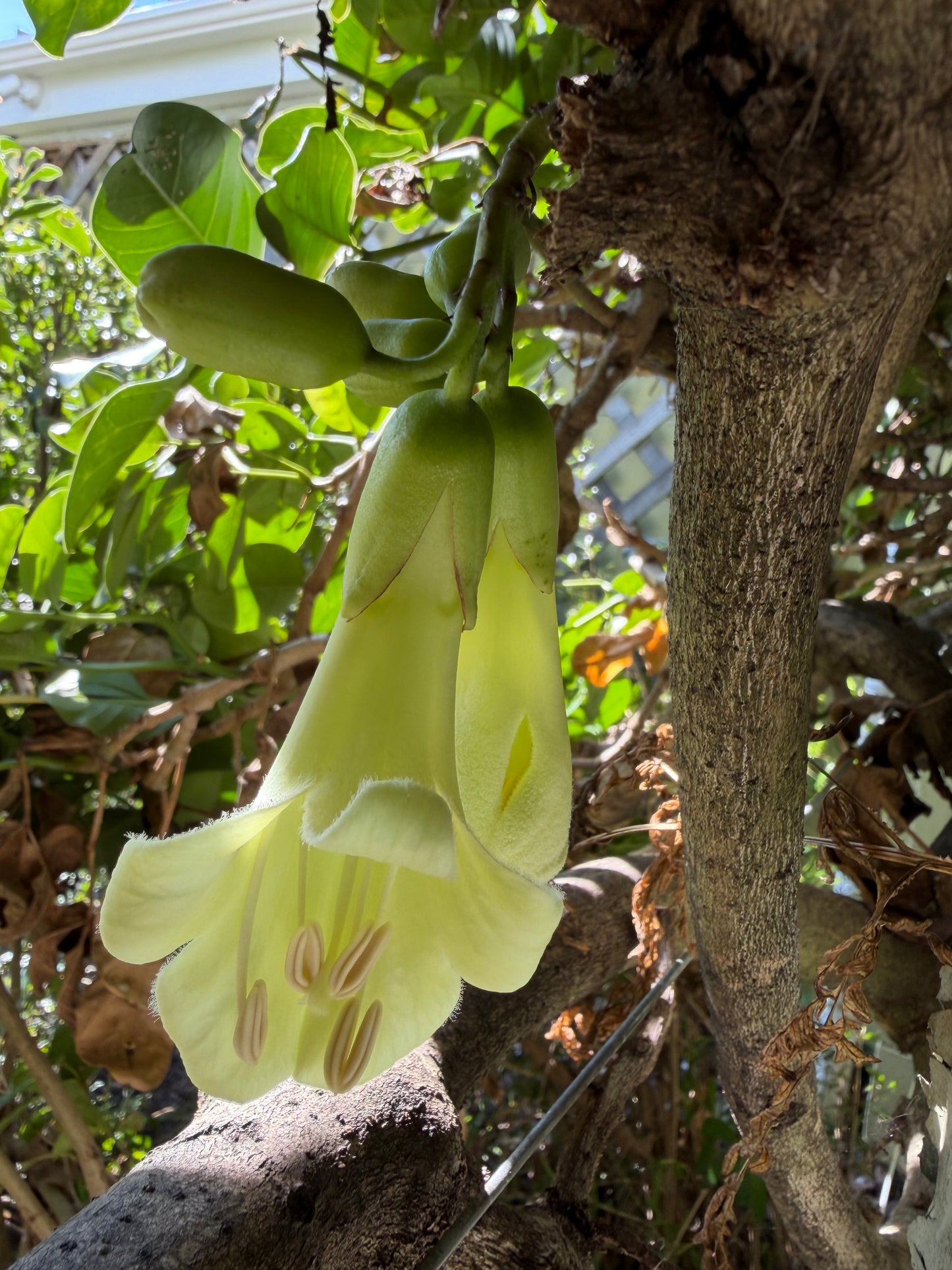 Tecomanthe speciosa 3