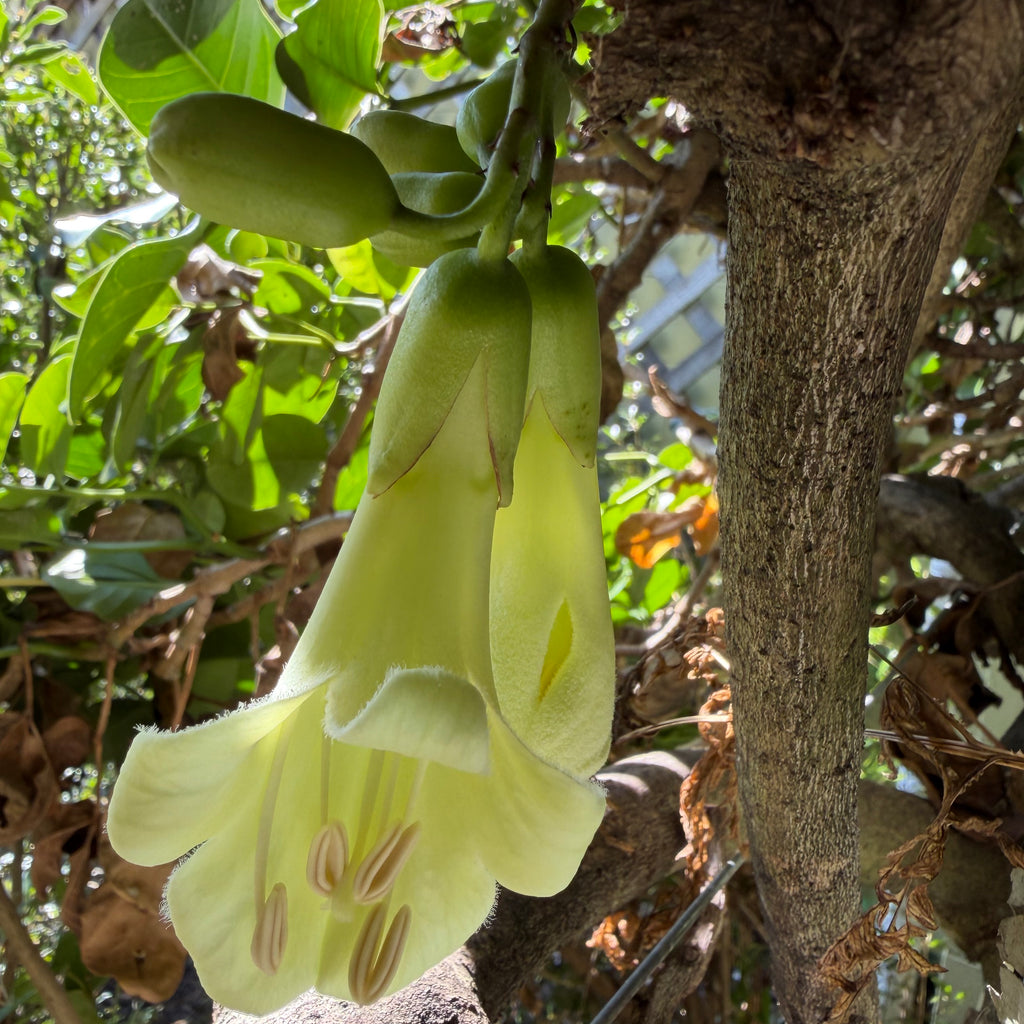 Tecomanthe speciosa Image