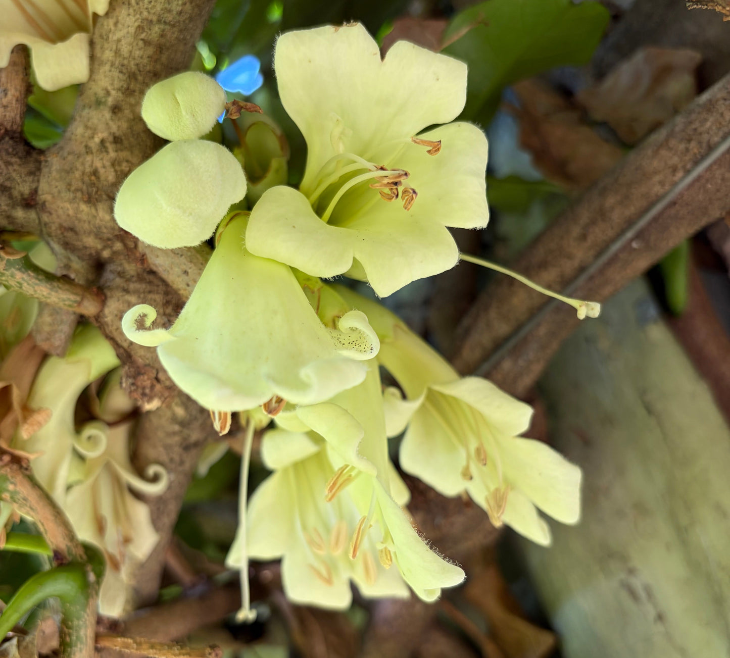 Tecomanthe speciosa 4