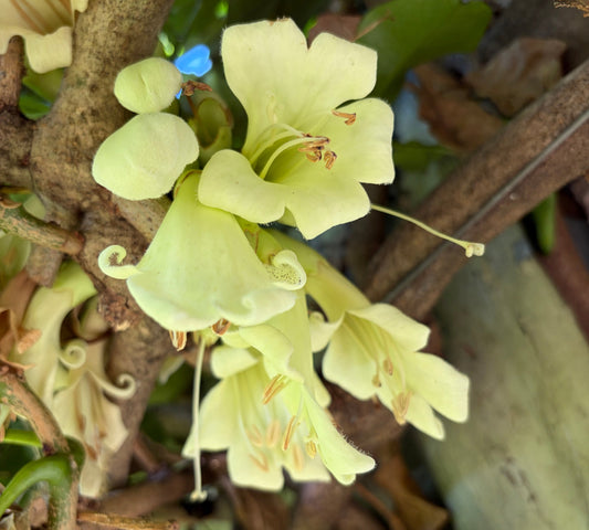Tecomanthe speciosa 4