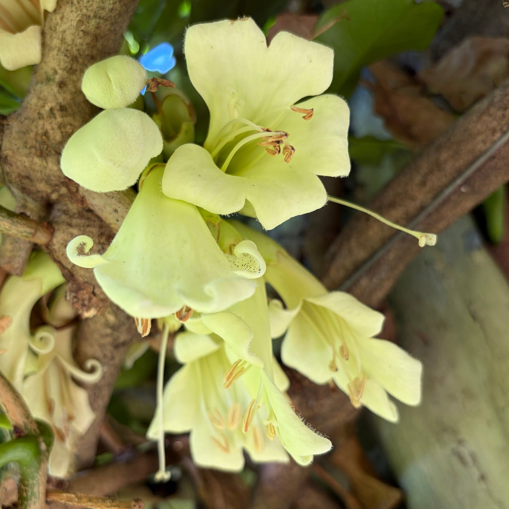 Tecomanthe speciosa Image