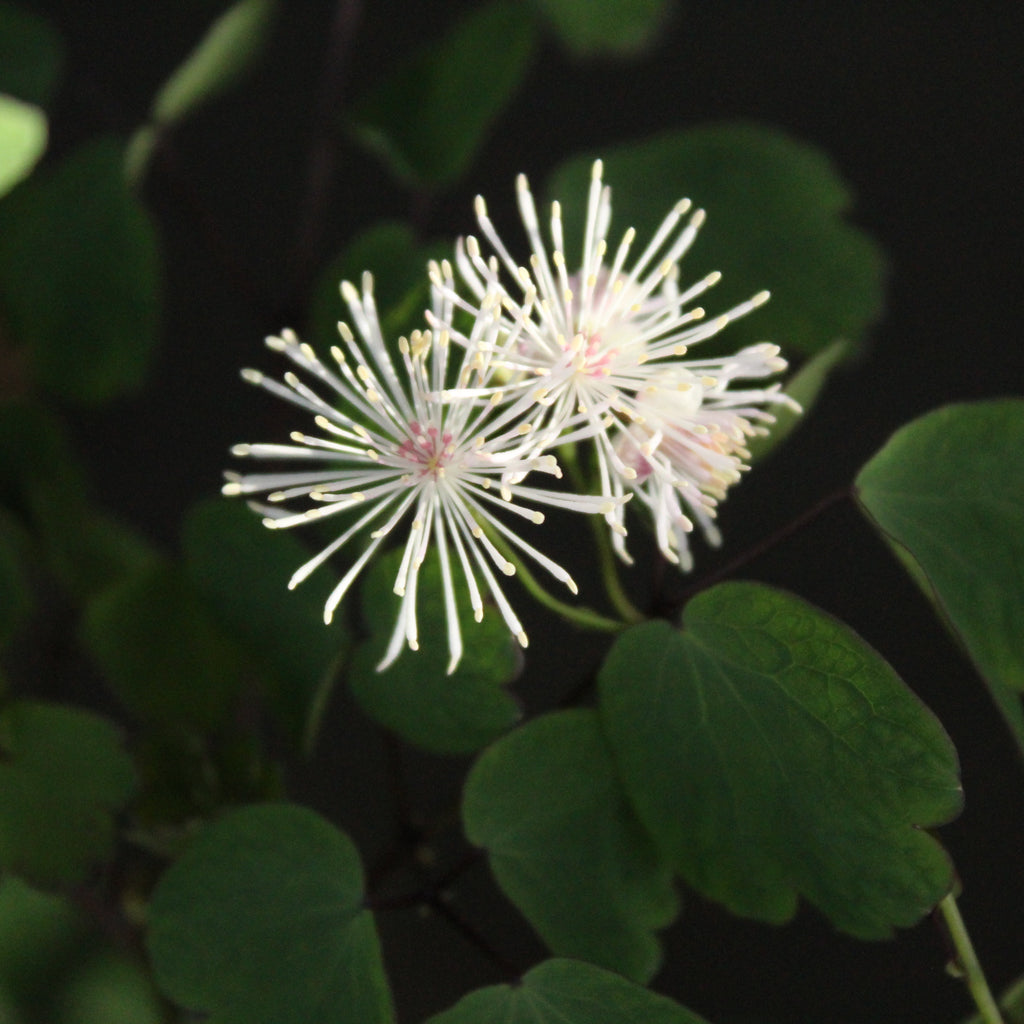 Thalictrum rochebrunianum Image