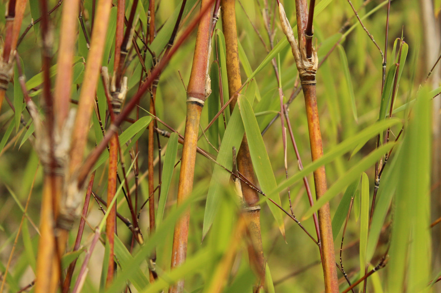 Thamnocalamus crassinodus 'Gosainkund'