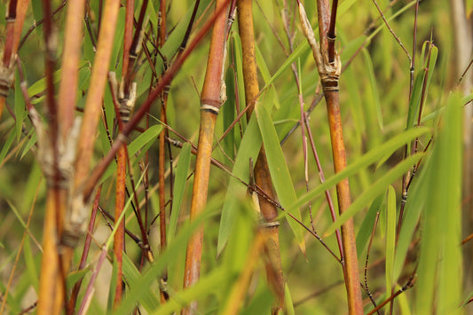 Thamnocalamus crassinodus 'Gosainkund'