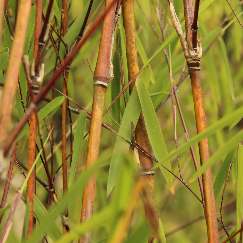 Thamnocalamus crassinodus Gosainkund Image