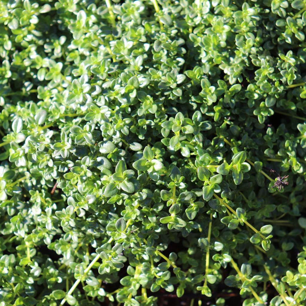 Thymus Emerald Carpet Image