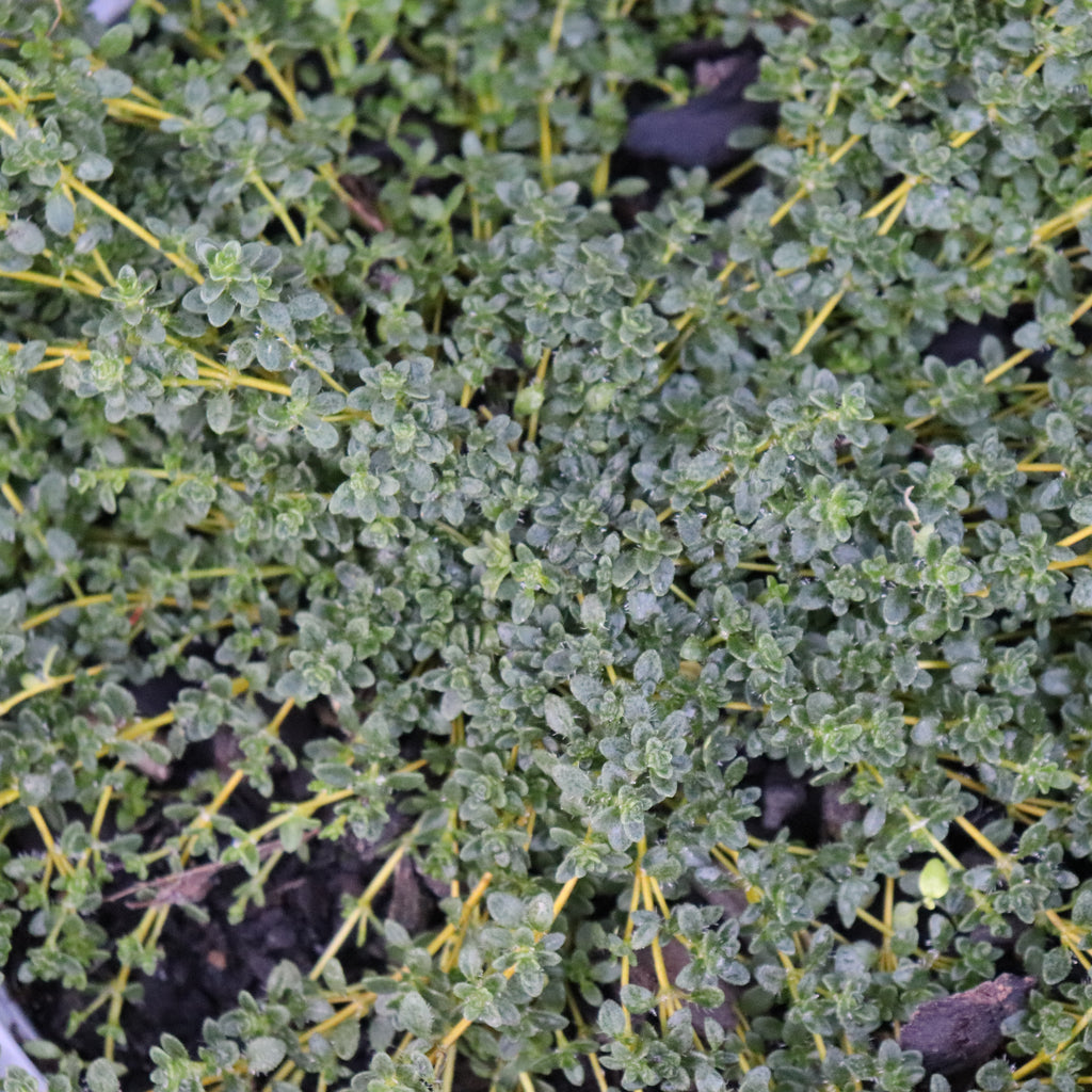 Thymus serpyllum Image