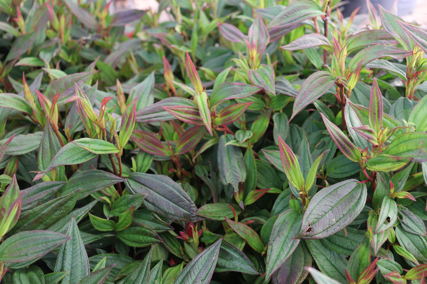 Tibouchina Peace Baby