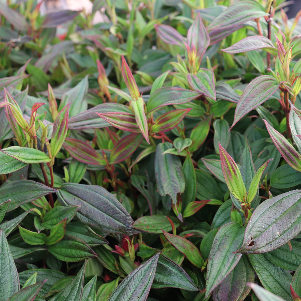 Tibouchina Peace Baby Image