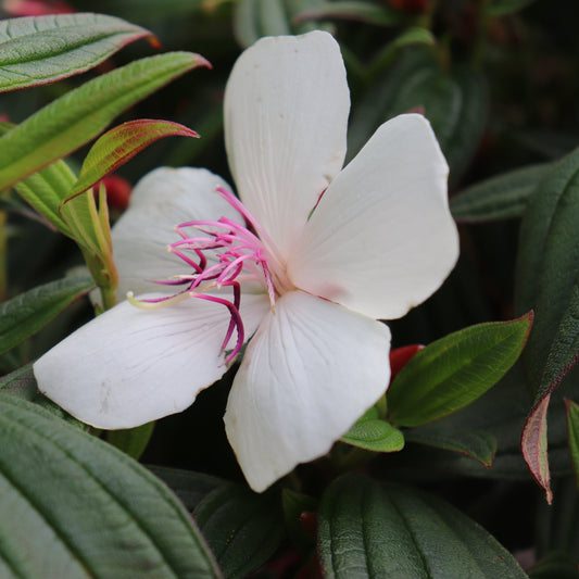 Tibouchina Peace Baby 3