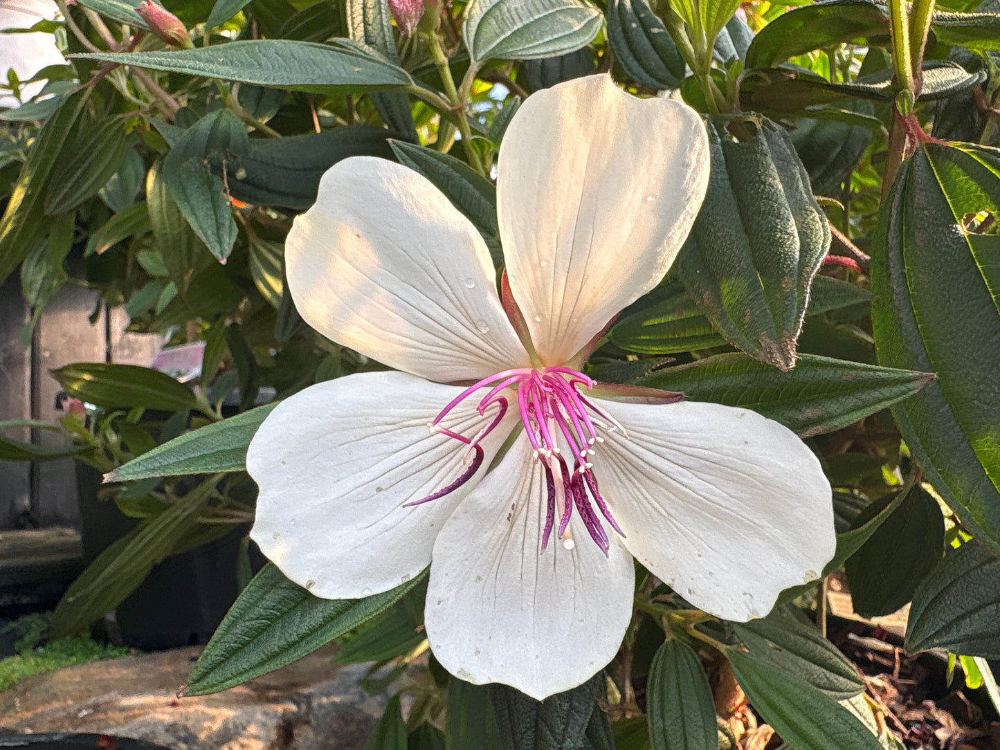Tibouchina Peace Baby flower