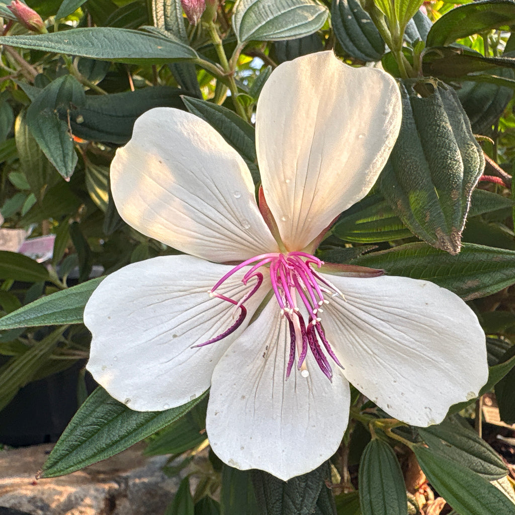 Tibouchina Peace Baby Image