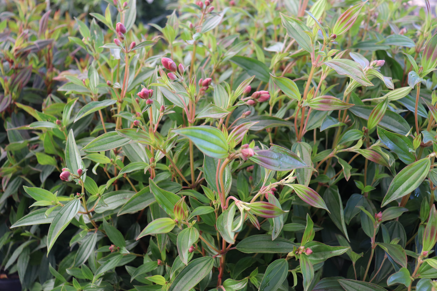 Tibouchina granulosa Carolyn